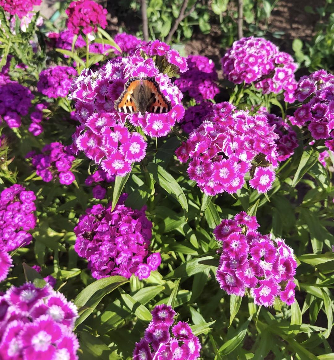 Bee_live's media