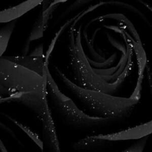 Blackflowers's media