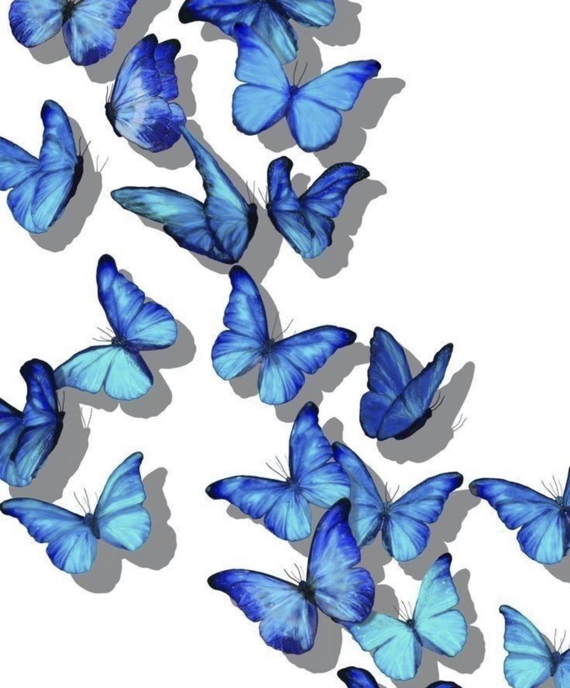 Bluebutterfly1's media