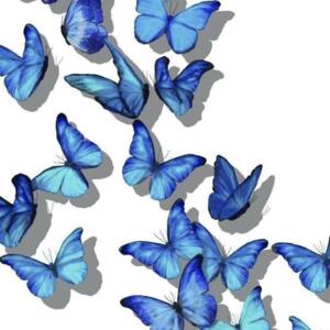 Bluebutterfly1's media