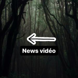 Bunnyfly's media