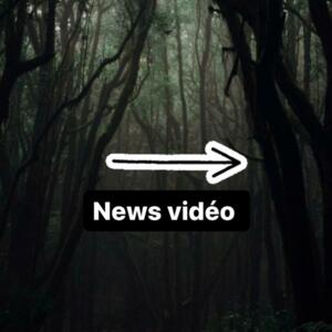 Bunnyfly's media
