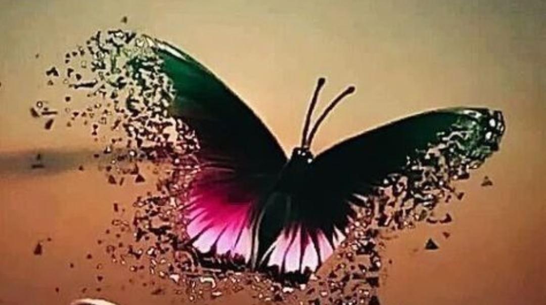Butterflysx's media
