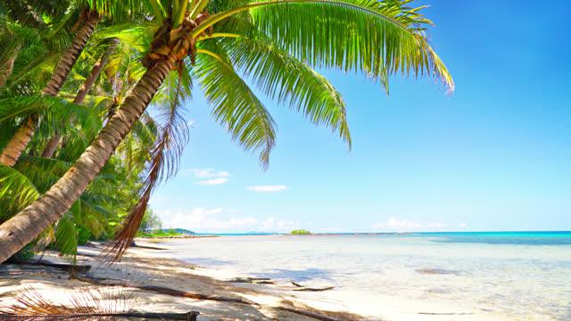 Caribbehandfeet's media