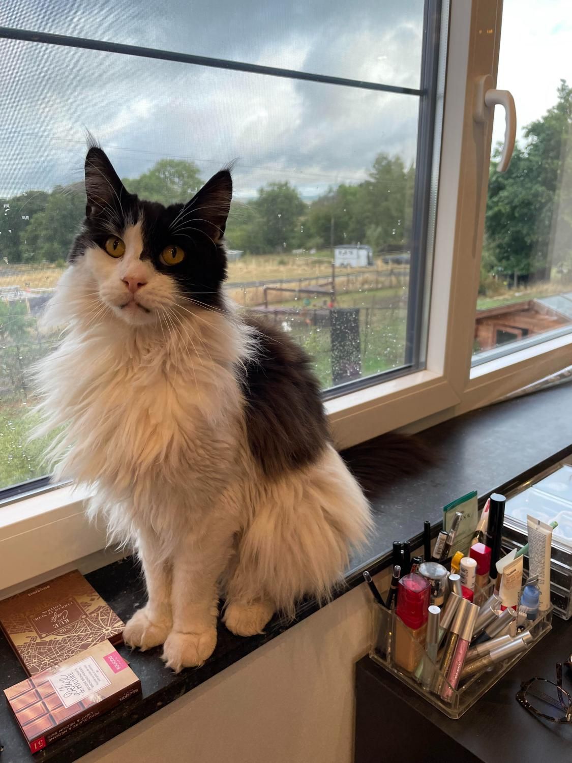 Cathycrown's media