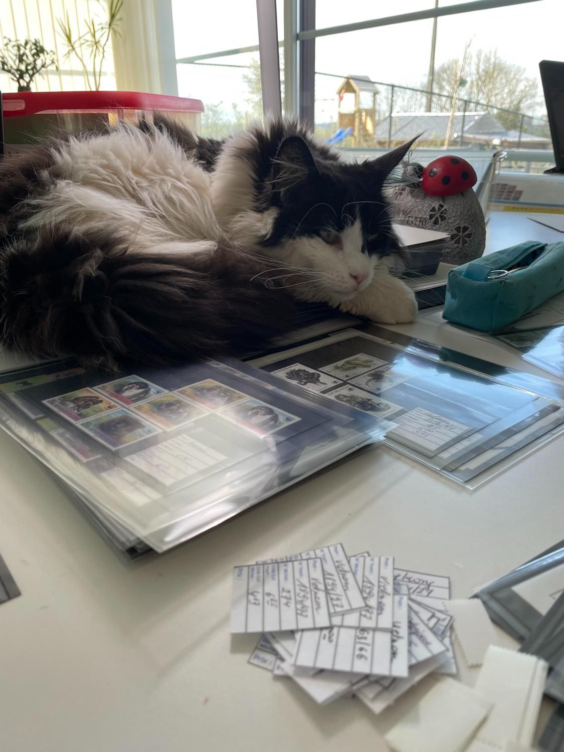 Cathycrown's media