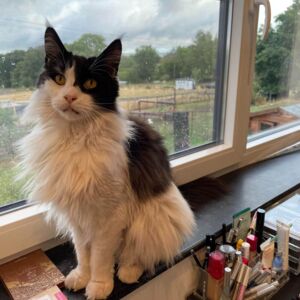 Cathycrown's media