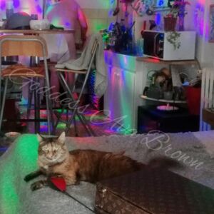 Divinedeesseavabrown's media