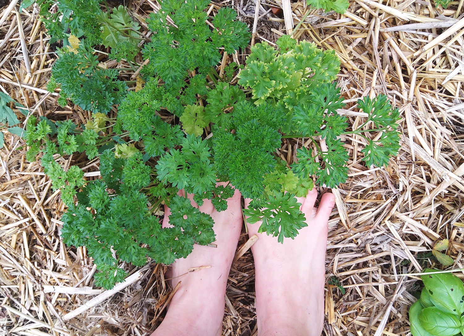 Farmergirlfeet's media