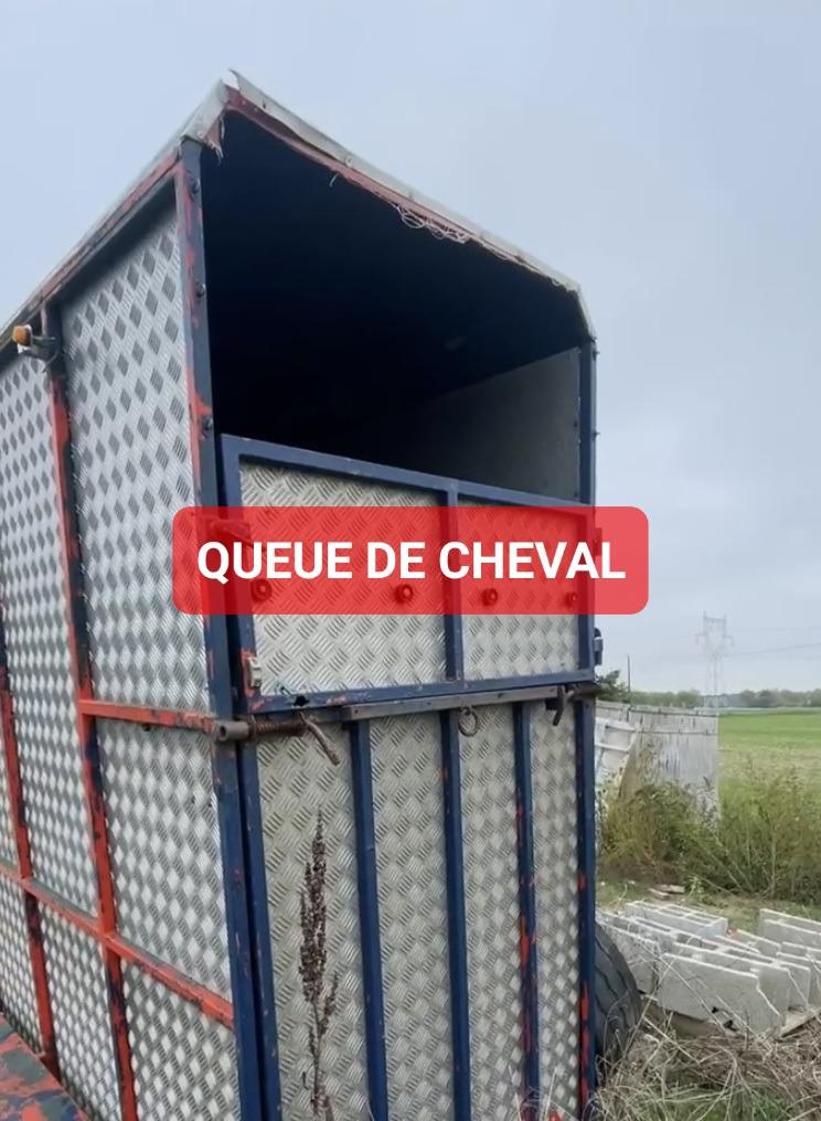 Feudebengale's media