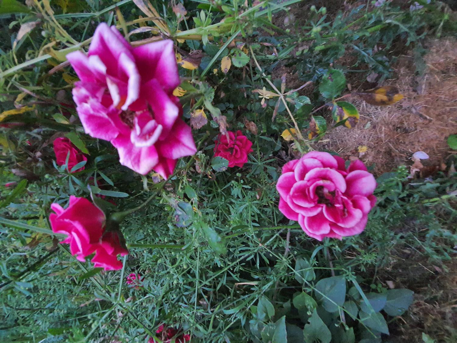 Flowers_multi's media