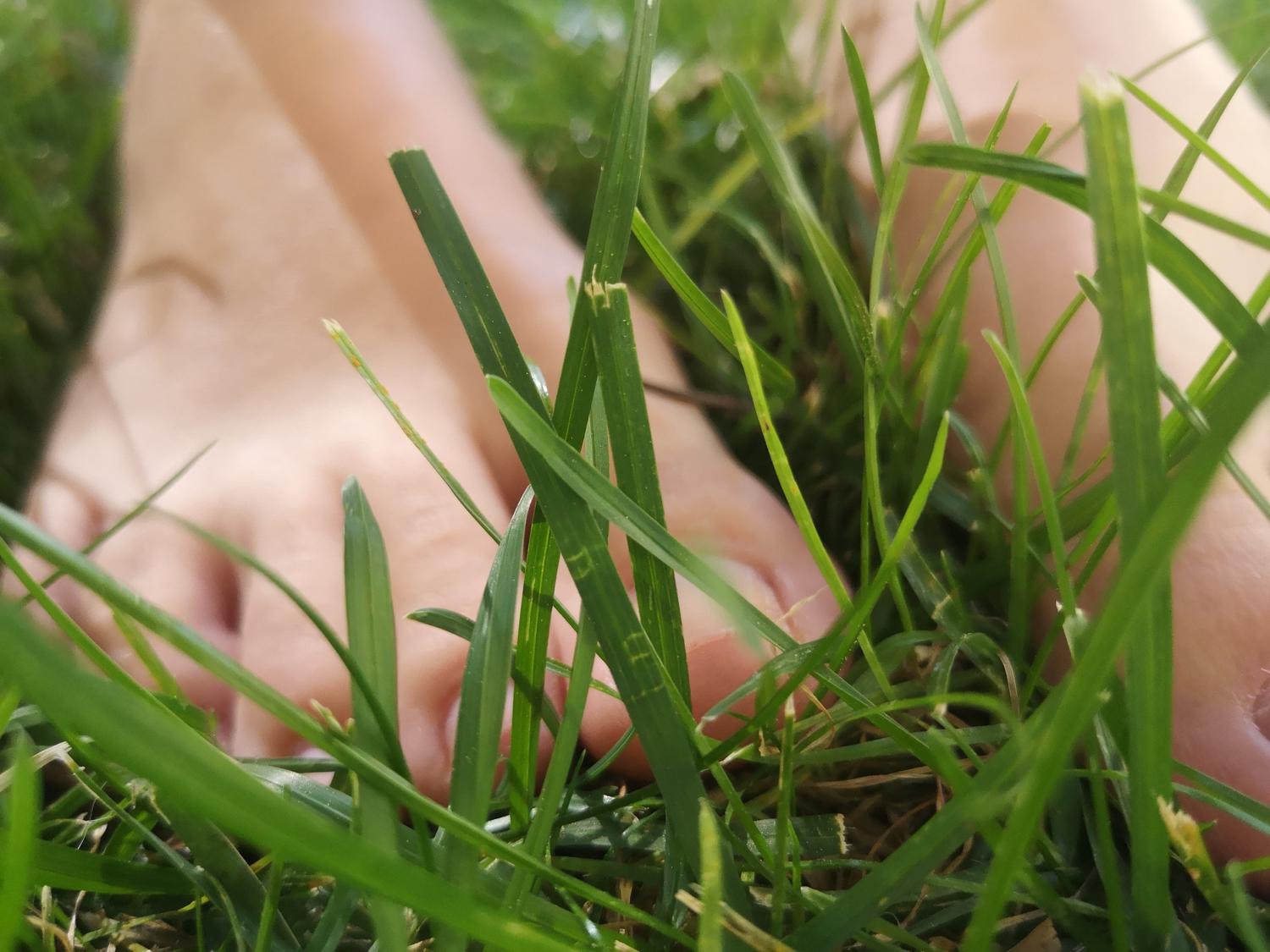 Flowery_feets's media