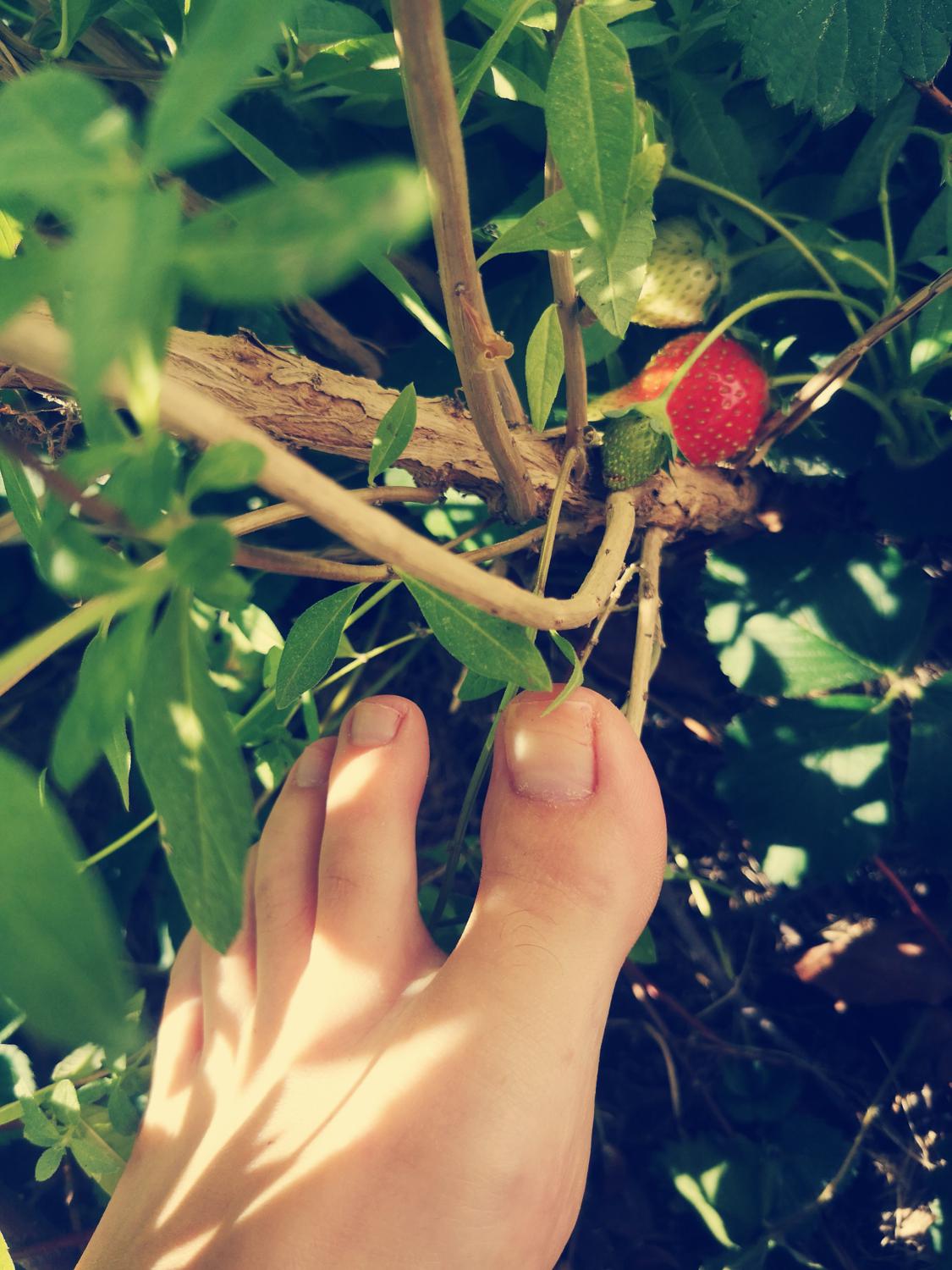 Flowery_feets's media