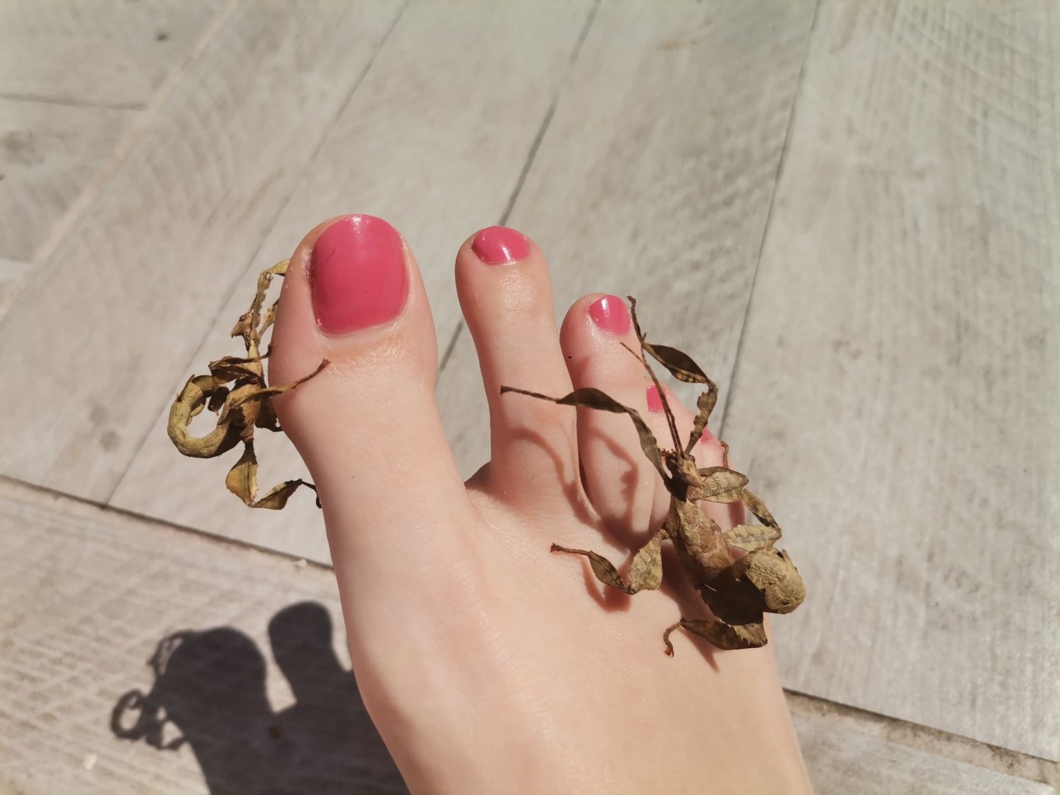 Foot_and_snake's media