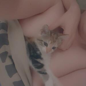 Fox_and_bunny's media