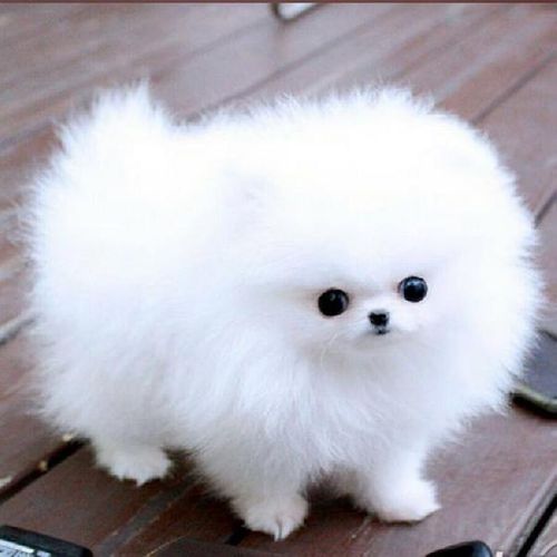 Funcool's avatar