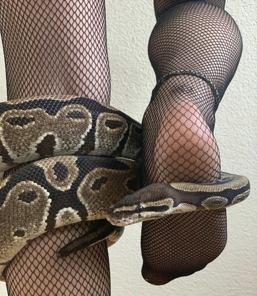 Hot_snake's media