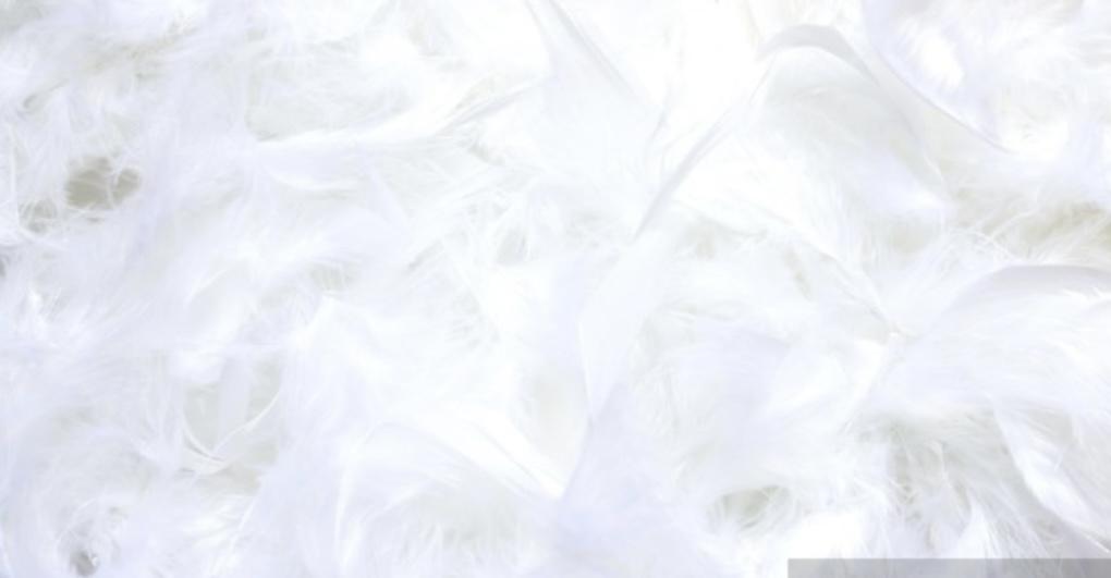 Mlle_lila's media