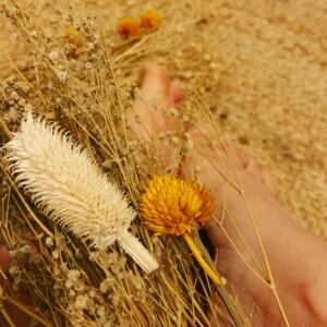 Petitpiednature's media