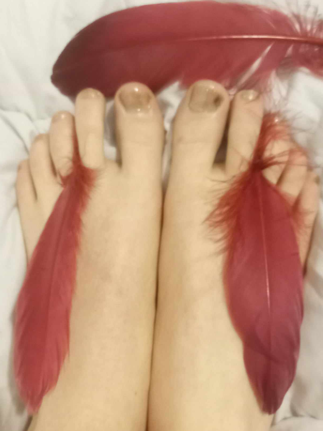 Pieds-76's media