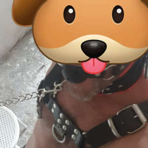 Puppy_onyx's media