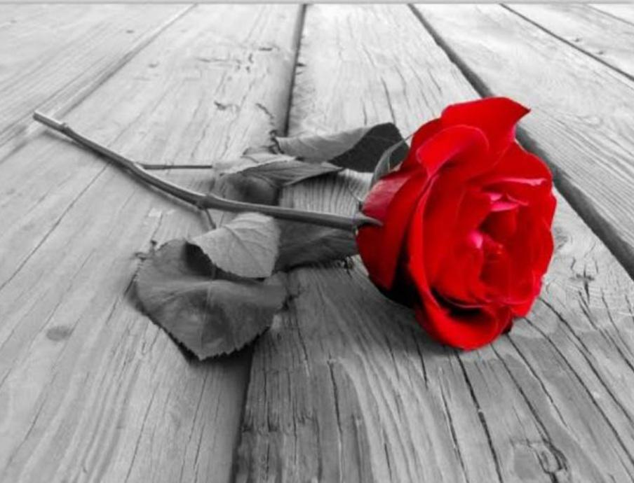 Rosepieds's media