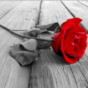Rosepieds's media