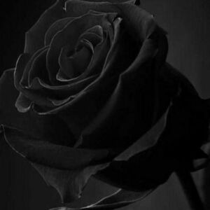 Wild_rose's media