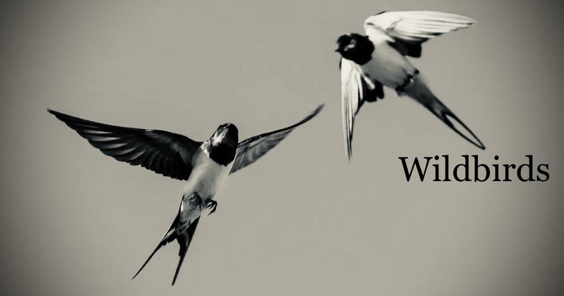 Wildbirds's media